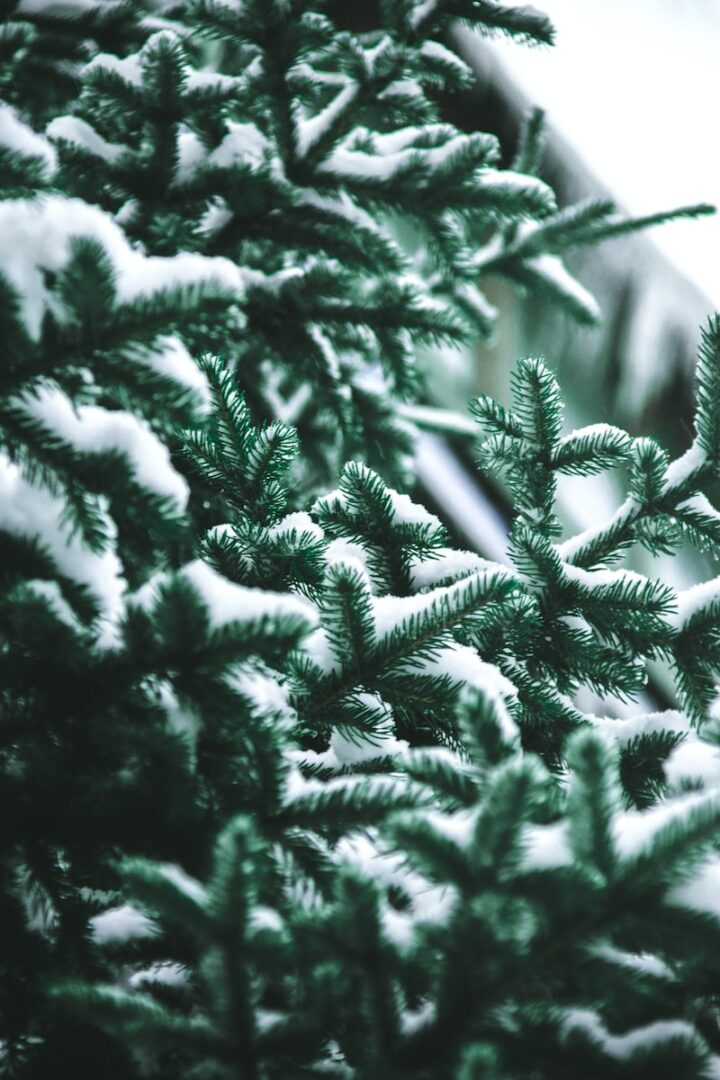 close-up photography of snow covered green pine trees